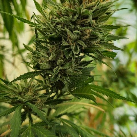 Black Jesus OG #1 growlog timeline photo