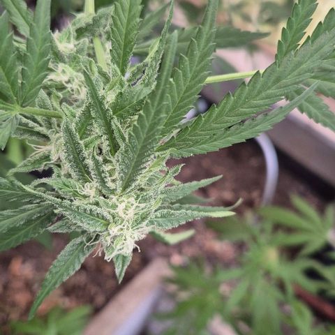 Black Jesus OG #1 growlog timeline photo