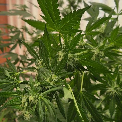Black Jesus OG #1 growlog timeline photo