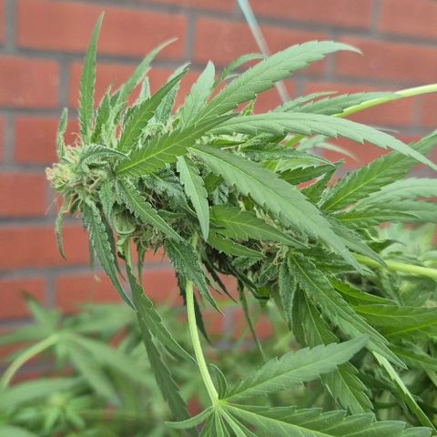 Black Jesus OG #1 growlog timeline photo