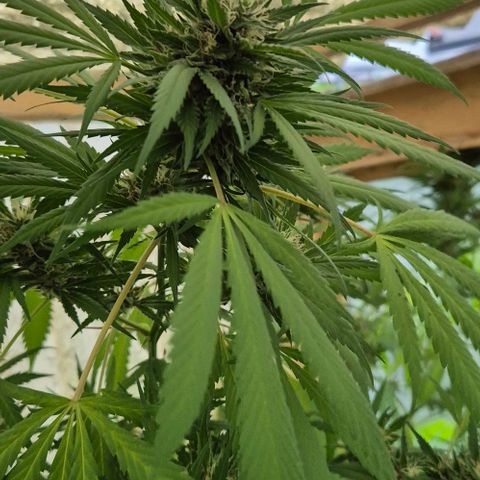 Black Jesus OG #1 growlog timeline photo