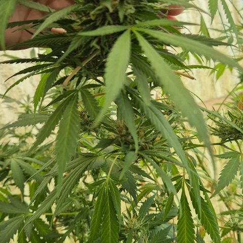 Black Jesus OG #1 growlog timeline photo