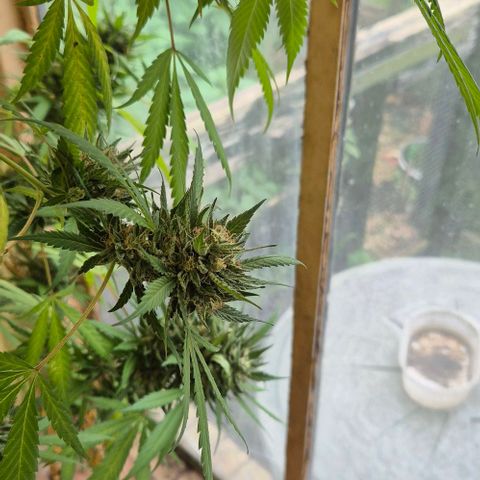 Black Jesus OG #1 growlog timeline photo