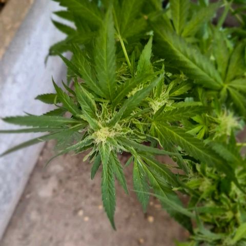 Black Jesus OG #1 growlog timeline photo