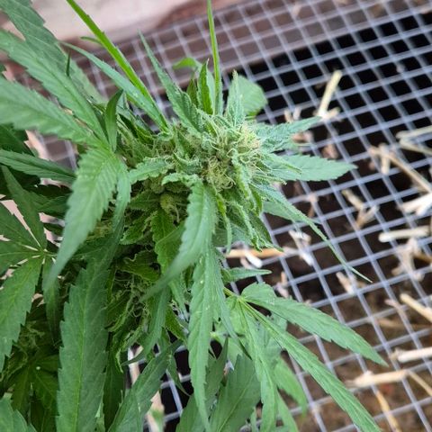 Black Jesus OG #1 growlog timeline photo