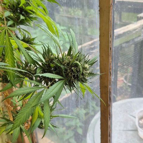 Black Jesus OG #1 growlog timeline photo