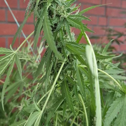 Black Jesus OG #1 growlog timeline photo