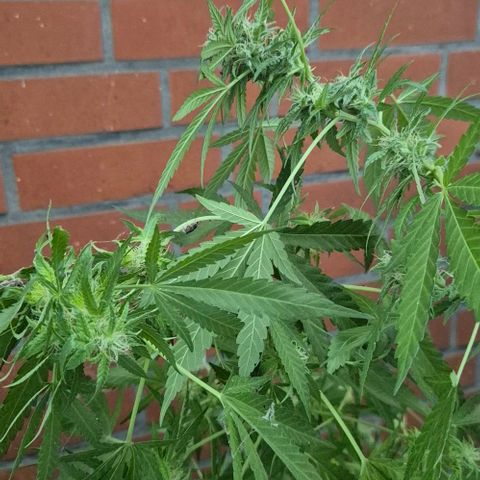 Black Jesus OG #1 growlog timeline photo