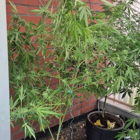 Black Jesus OG #1 growlog timeline photo