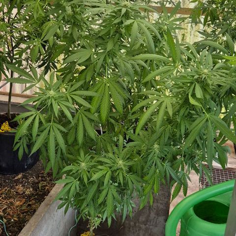 Black Jesus OG #1 growlog timeline photo