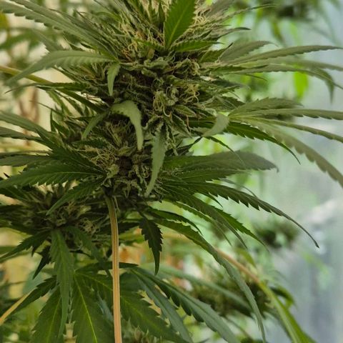 Black Jesus OG #1 growlog timeline photo