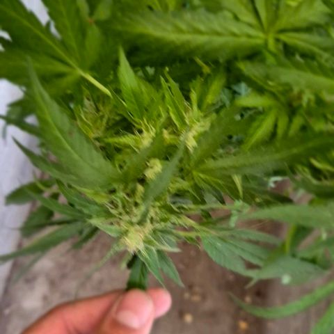Black Jesus OG #1 growlog timeline photo
