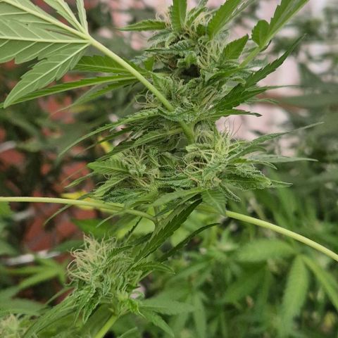 Black Jesus OG #1 growlog timeline photo