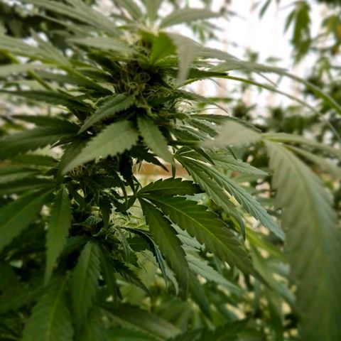 Black Jesus OG #1 growlog timeline photo