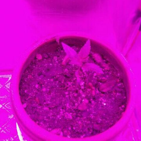 Ourple #1 growlog timeline photo