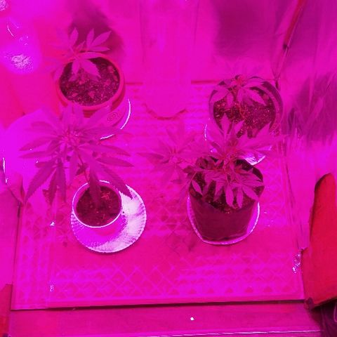 Ourple #1 growlog photo: La Jack Orange y la Yisus Weed F1 van perfecto las purple parece tener alguna enfermedad, voy a investigar de que se trata 