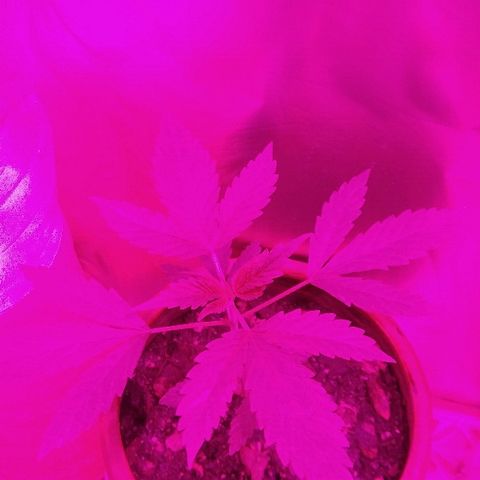 Ourple #1 growlog timeline photo