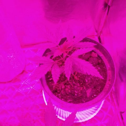 Ourple #1 growlog timeline photo