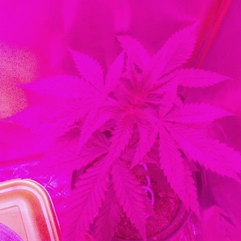 Ourple #1 growlog photo: Así va está purple con su problema de hojas aun, no he encontrado nada por qué no he buscado o preguntado jajajaja en fin buscaré info 
