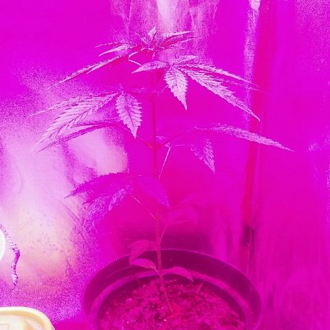 Ourple #1 growlog photo: Así va está purple con su problema de hojas aun, no he encontrado nada por qué no he buscado o preguntado jajajaja en fin buscaré info 