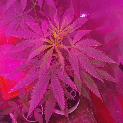 Ourple #1 growlog photo: Un mes más y a floración todas 