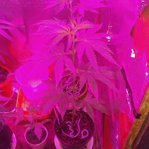 Ourple #1 growlog photo: Un mes más y a floración todas 
