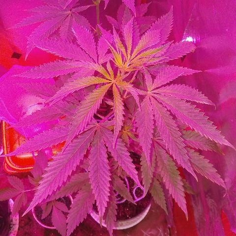 Ourple #1 growlog timeline photo