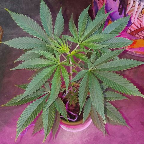 Ourple #2 growlog photo: Un mes más y paso a floración 