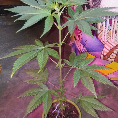 Ourple #2 growlog photo: Un mes más y paso a floración 
