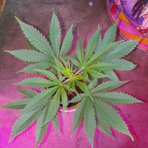 Ourple #2 growlog timeline photo