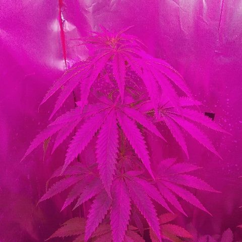 Ourple #1 growlog photo: A el día de hoy está así está purple, se le hizo poda de bajos para concentrar todo su potencial en las puntas

Al parecer, va hacer hembra 