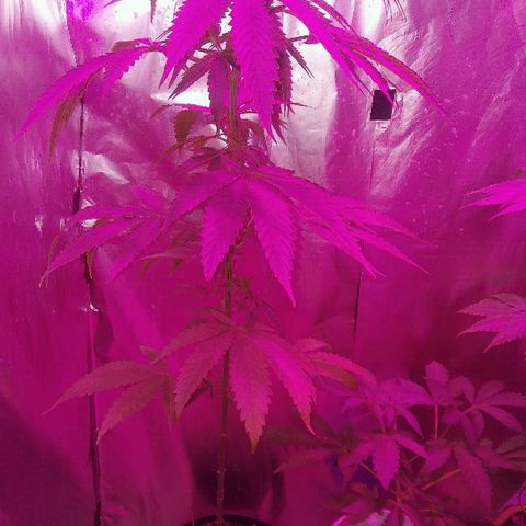 Ourple #1 growlog photo: A el día de hoy está así está purple, se le hizo poda de bajos para concentrar todo su potencial en las puntas

Al parecer, va hacer hembra 