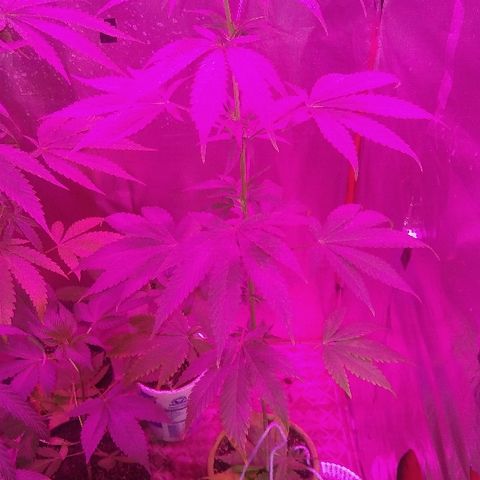 Ourple #2 growlog photo: A el día de hoy está purple ya ha secado y se le ha exjonooda de bajos para concentrar todo en las puntas

3 semanas más y cambio de fotoperiodo