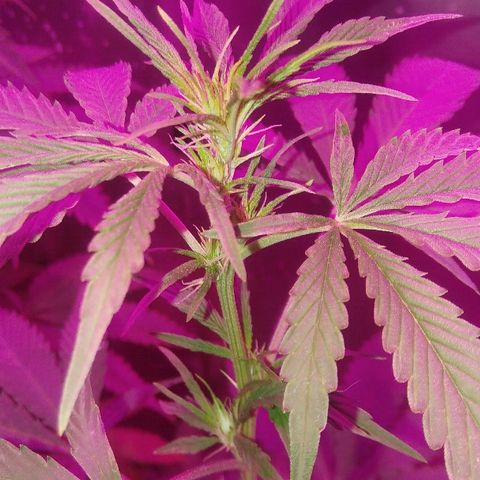 Ourple #2 growlog photo: A el día de hoy está purple ya ha secado y se le ha exjonooda de bajos para concentrar todo en las puntas

3 semanas más y cambio de fotoperiodo