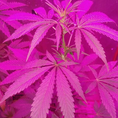 Ourple #2 growlog photo: A el día de hoy está purple ya ha secado y se le ha exjonooda de bajos para concentrar todo en las puntas

3 semanas más y cambio de fotoperiodo