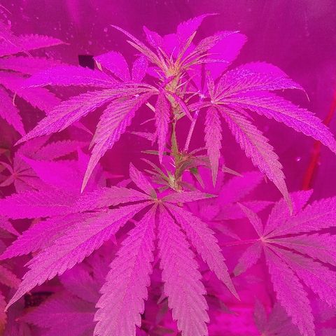 Ourple #2 growlog timeline photo