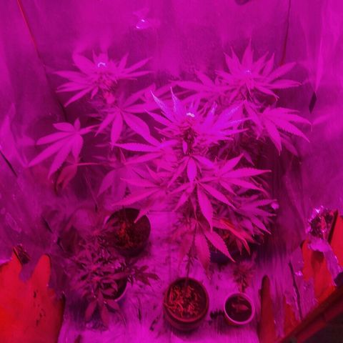 Ourple #2 growlog photo: Así van al día de hoy estás 3 hermbras, la Jack orange ha tenido un pequeño problema de araña roja pero de ahí en fuera todas van bien 