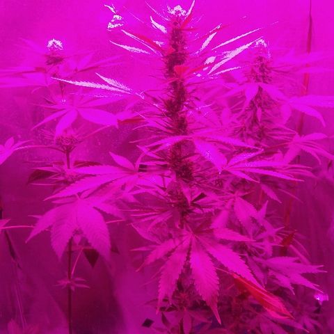 Ourple #2 growlog photo: Así van al día de hoy estás 3 hermbras, la Jack orange ha tenido un pequeño problema de araña roja pero de ahí en fuera todas van bien 