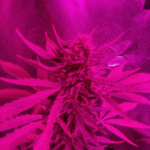 Ourple #2 growlog timeline photo
