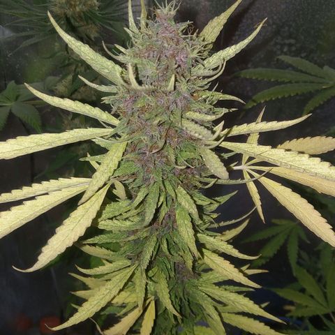 Ourple #2 growlog photo: A su octava semana se ve así está morada, huele bastante cítrica de cerca tiene poca resina(esto tal vez por falta de nutrientes) 

Voy a darme un mes más para cosechar la 