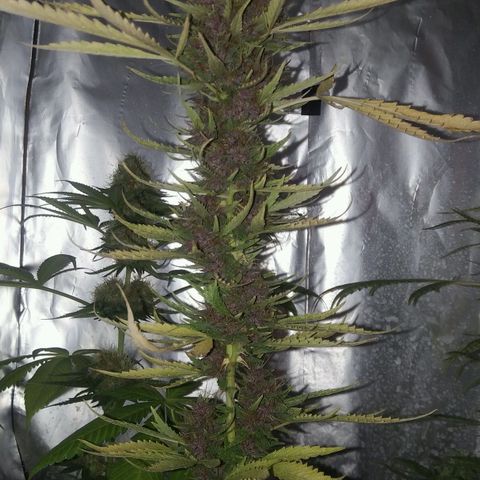 Ourple #2 growlog photo: A su octava semana se ve así está morada, huele bastante cítrica de cerca tiene poca resina(esto tal vez por falta de nutrientes) 

Voy a darme un mes más para cosechar la 