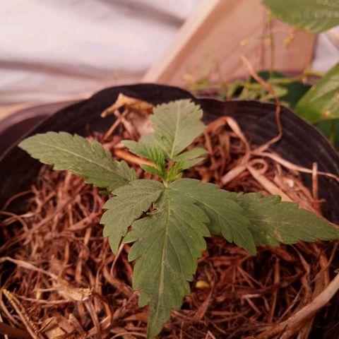 Sublimator #1 growlog timeline photo