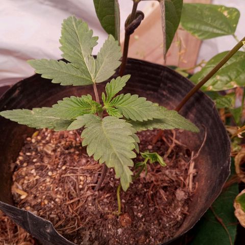 Sublimator #1 growlog timeline photo