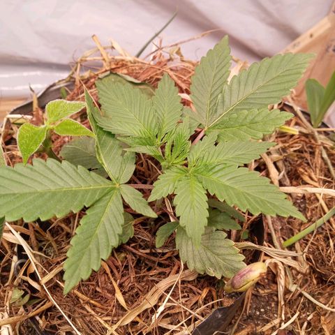 Sublimator #1 growlog timeline photo