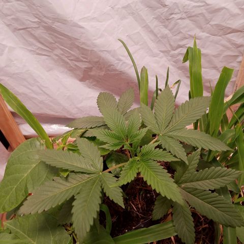 Sublimator #1 growlog timeline photo