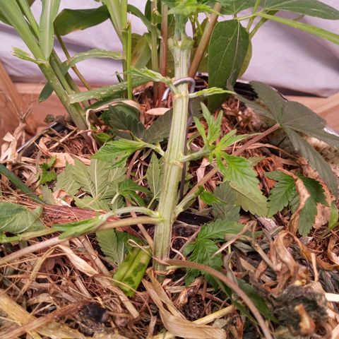 Sublimator #1 growlog photo: Limpeza foliar severa
