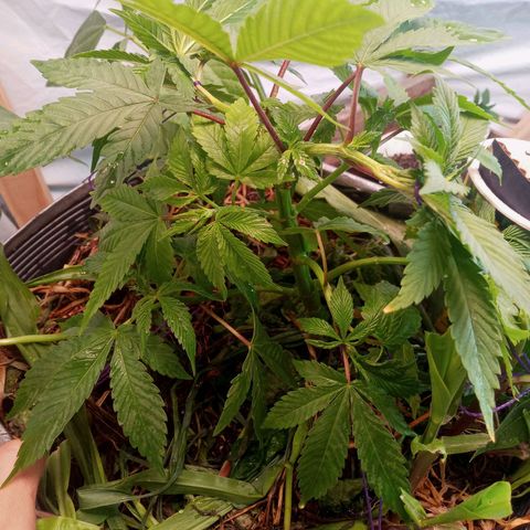 Sublimator #1 growlog timeline photo