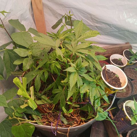 Sublimator #1 growlog photo: Aplicação de amarras