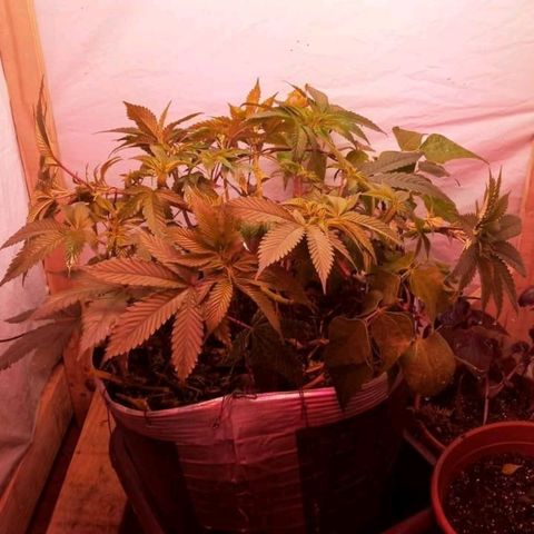 Sublimator #1 growlog timeline photo