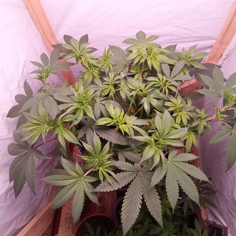 Sublimator #1 growlog photo: Primeiros pistilos, pré-flora